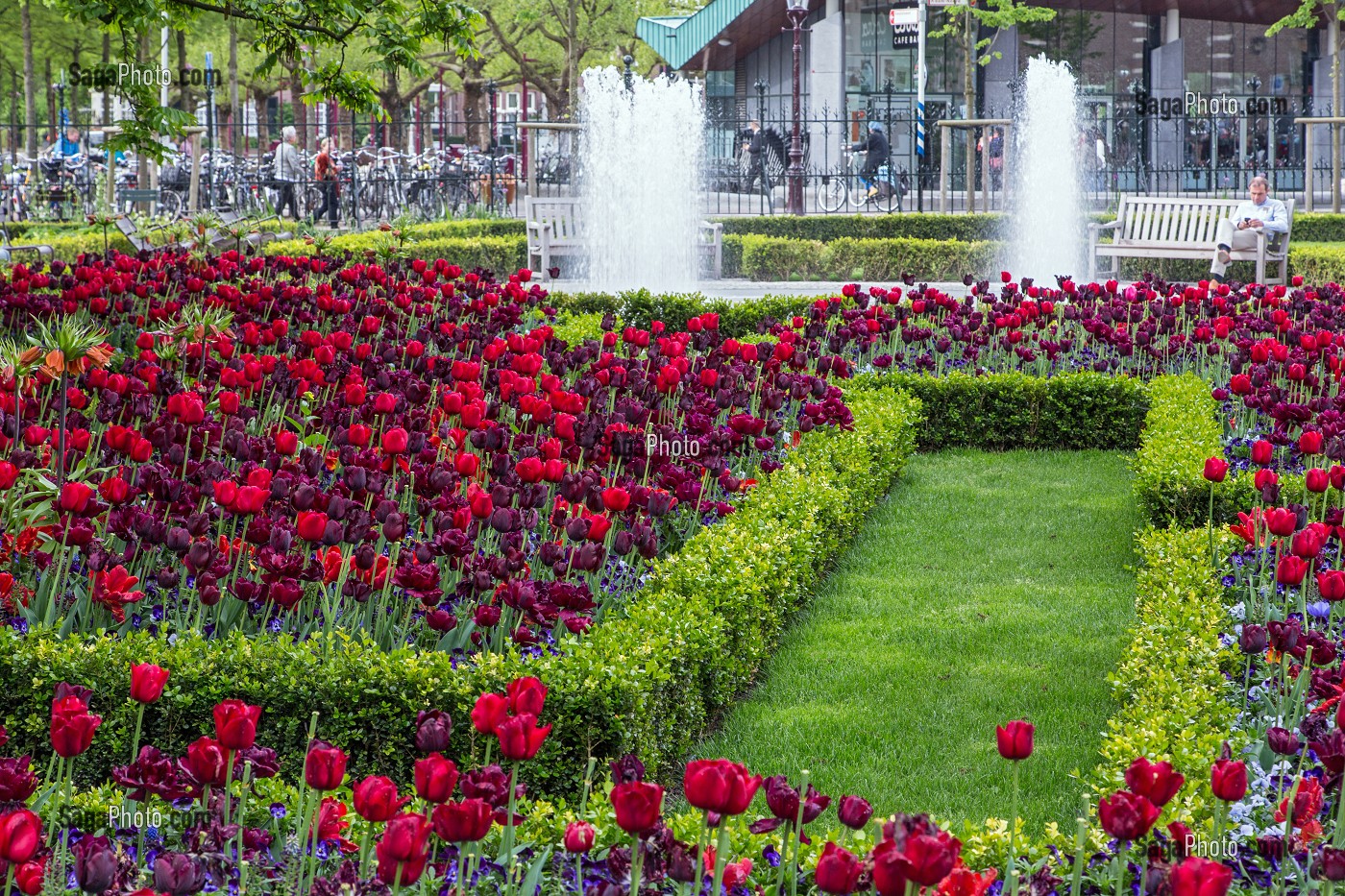 SQUARE DE TULIPES DEVANT LE MUSEE RIJKSMUSEUM, VILLE D'AMSTERDAM, PAYS-BAS 