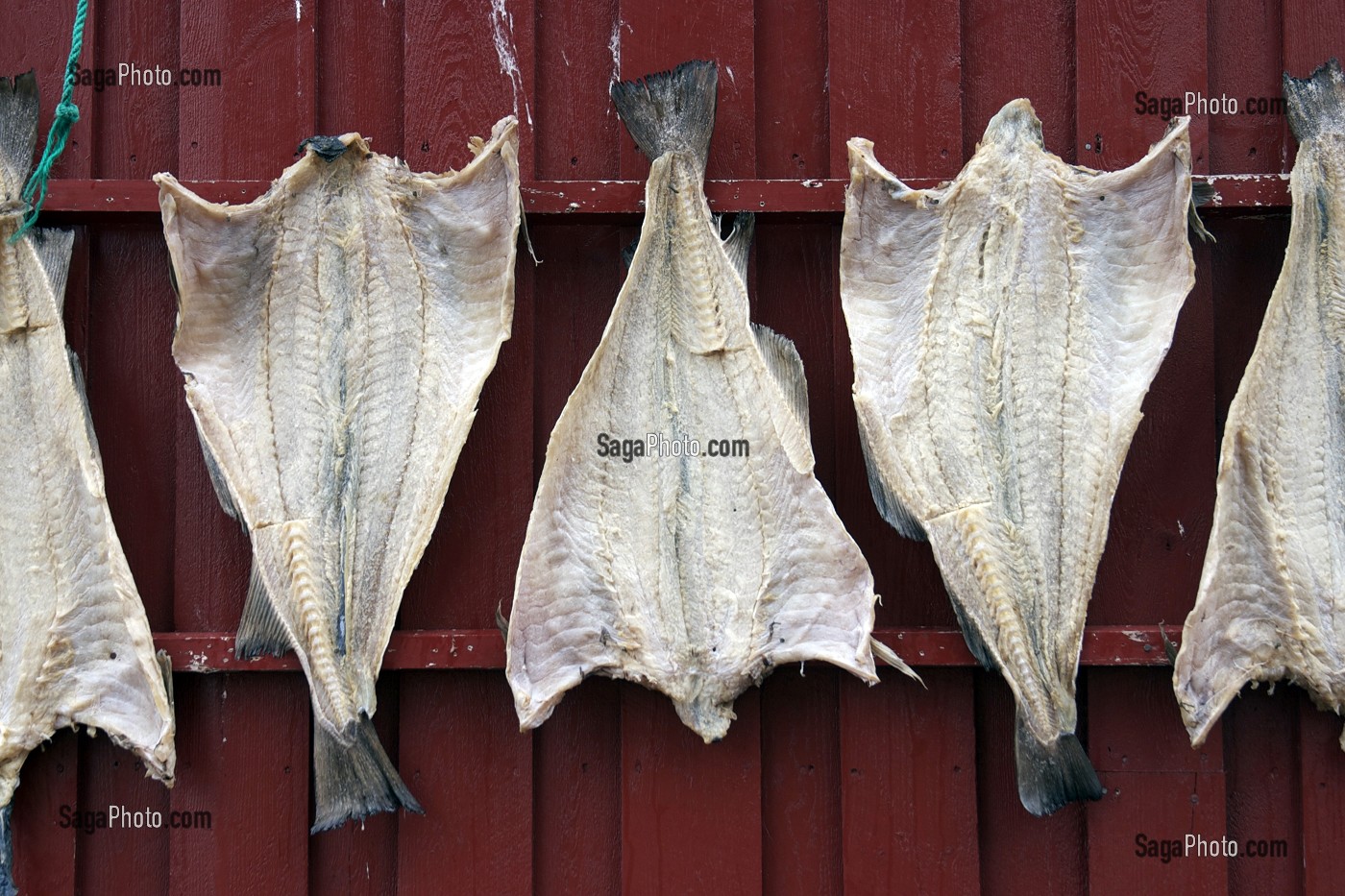 MORUES SECHANT SUR LE MUR D'UNE MAISON, VILLAGE DE A, ILE DE MOSKENES, ARCHIPEL DES ILES LOFOTEN, LOFOTEN, NORVEGE 