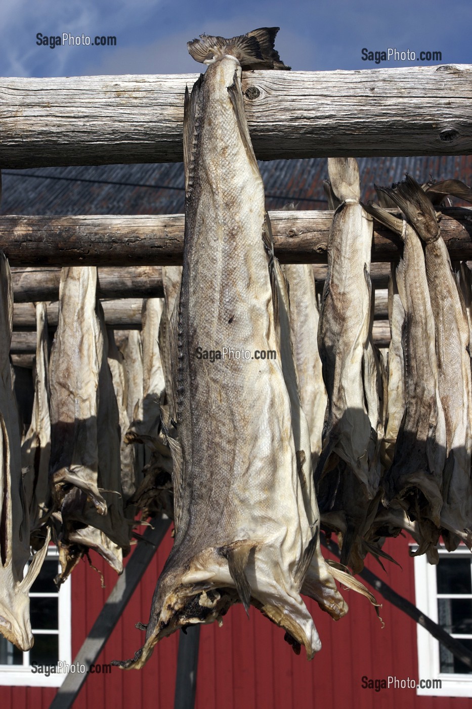 MORUES SECHANT SUR LE MUR D'UNE MAISON, VILLAGE DE A, ILE DE MOSKENES, ARCHIPEL DES ILES LOFOTEN, LOFOTEN, NORVEGE 