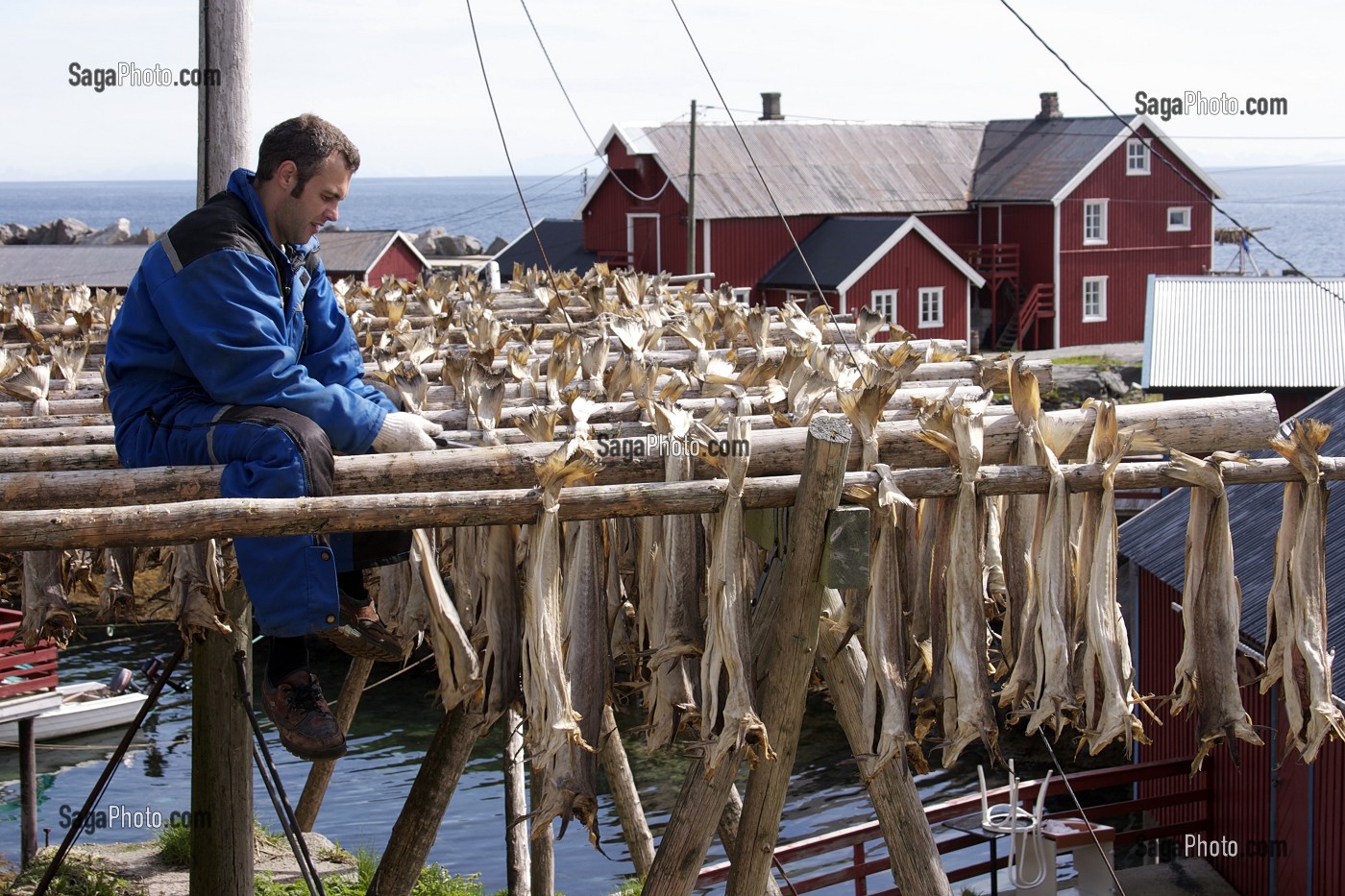 PECHEUR RETIRANT DES MORUES EN TRAIN DE SECHER, VILLAGE DE A, ILE DE MOSKENES, ARCHIPEL DES ILES LOFOTEN, LOFOTEN, NORVEGE 