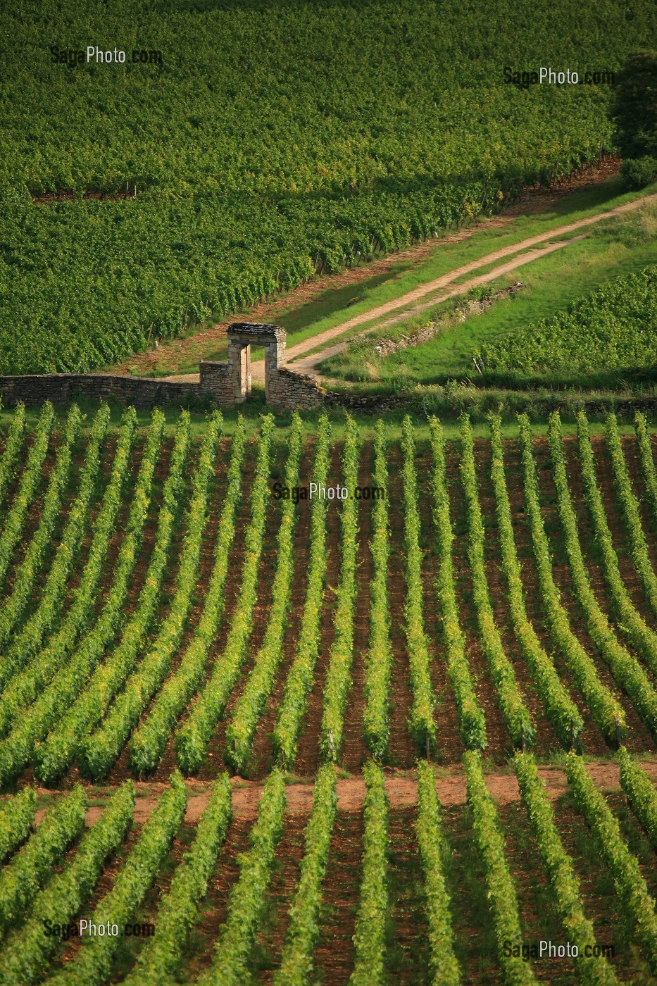 ILLUSTRATION VIN, FRANCE 