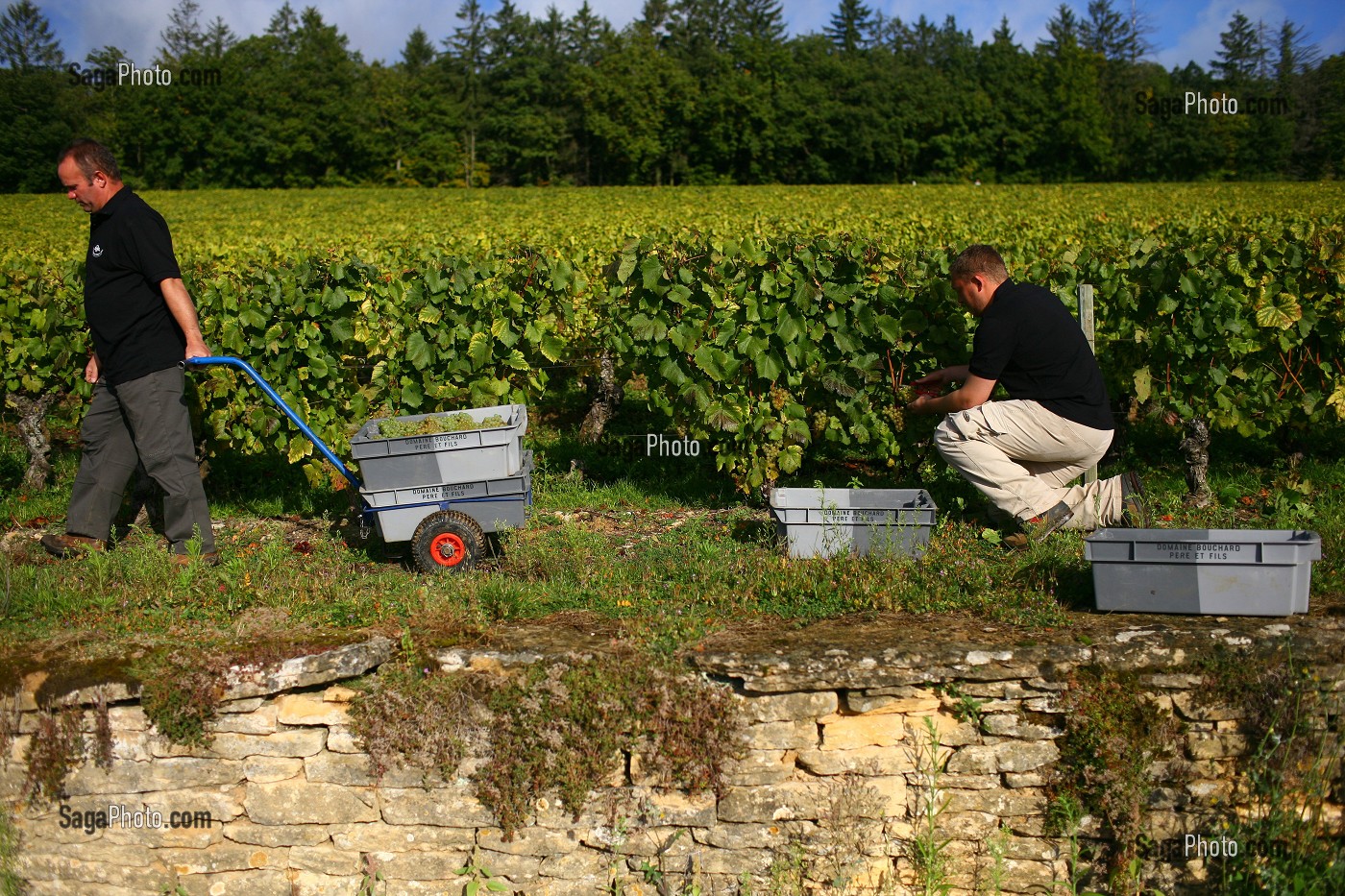 ILLUSTRATION VIN, FRANCE 