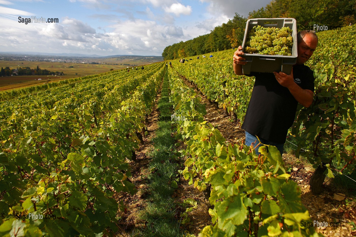 ILLUSTRATION VIN, FRANCE 