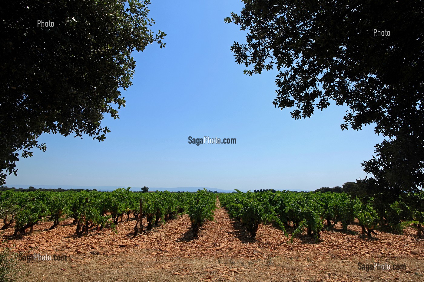 ILLUSTRATION VIN, FRANCE 