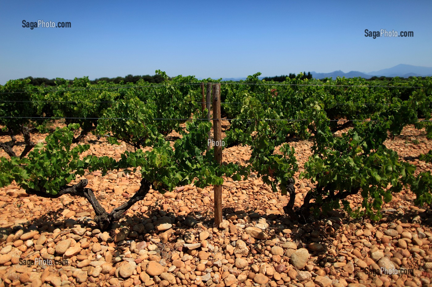 ILLUSTRATION VIN, FRANCE 