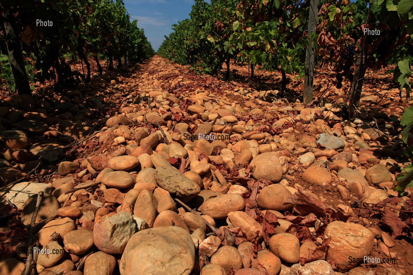 ILLUSTRATION VIN, FRANCE 