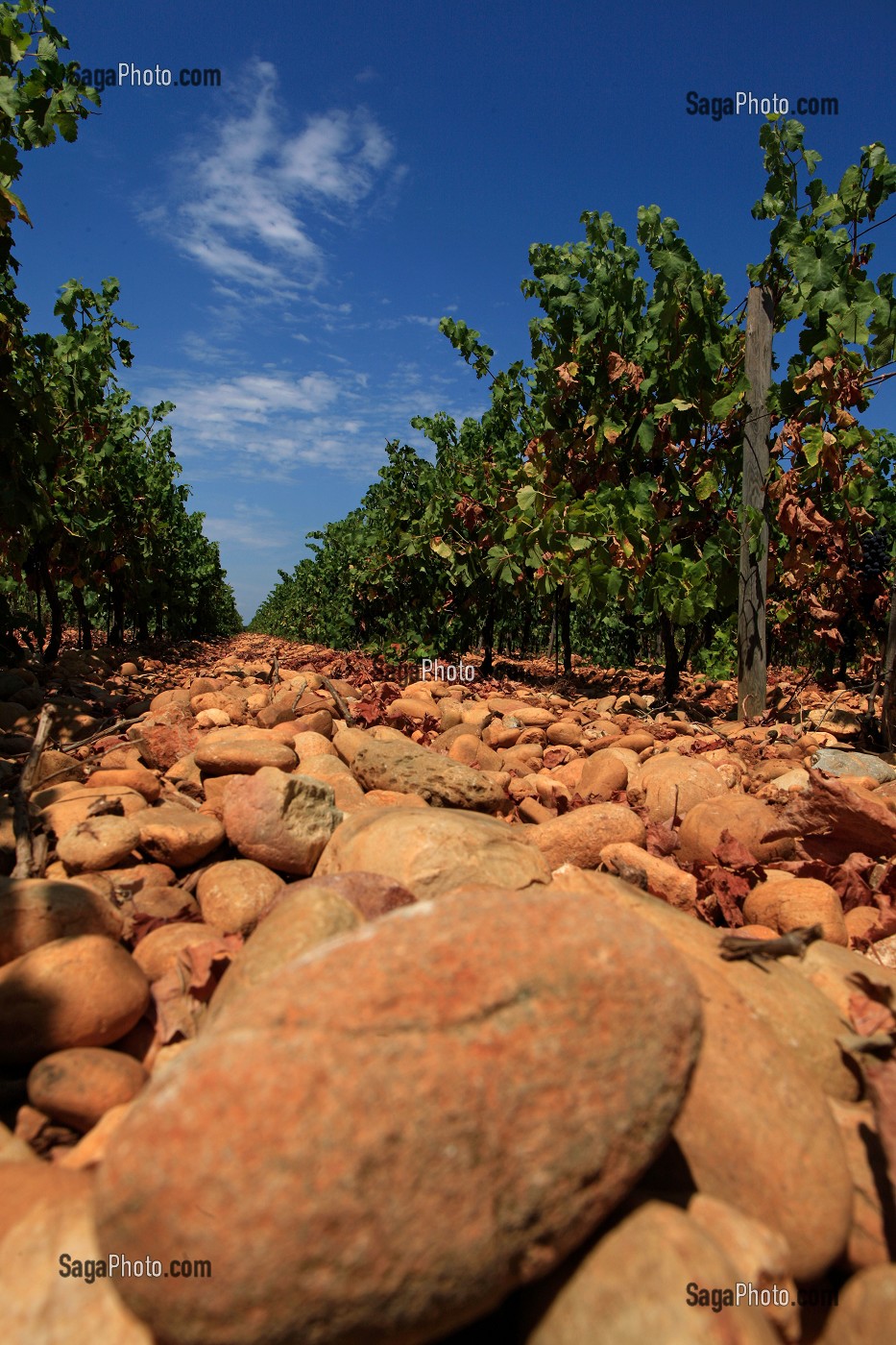 ILLUSTRATION VIN, FRANCE 