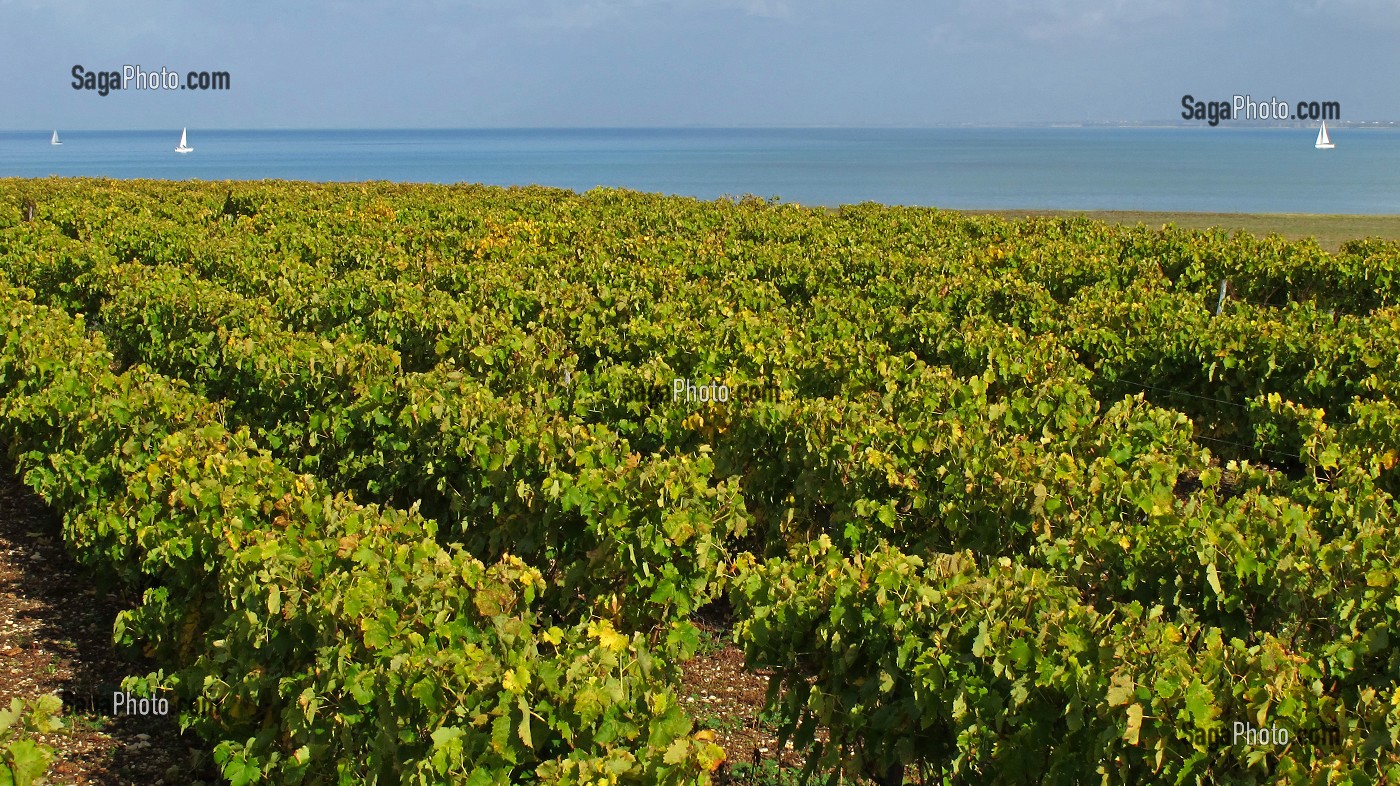 ILLUSTRATION VIN, FRANCE 