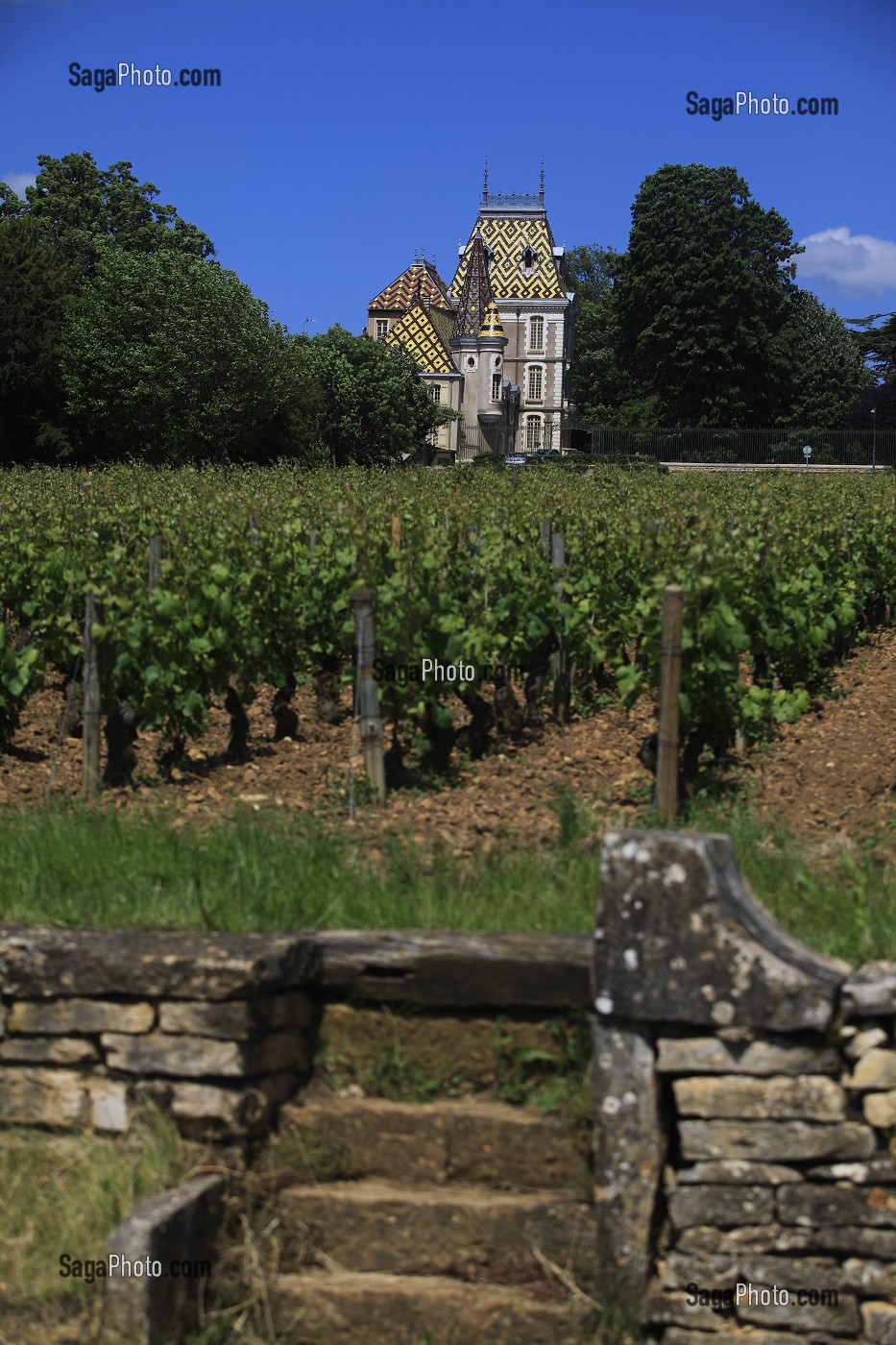 ILLUSTRATION VIN, FRANCE 