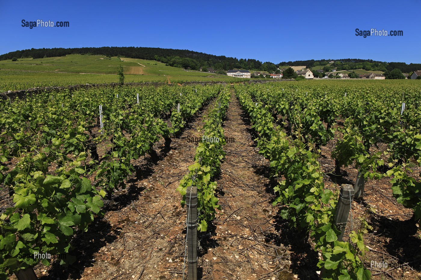 ILLUSTRATION VIN, FRANCE 