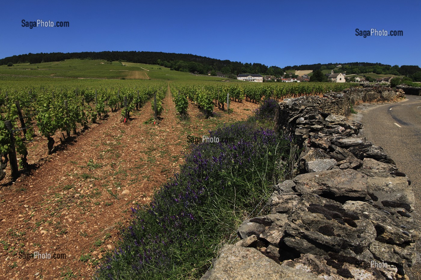 ILLUSTRATION VIN, FRANCE 