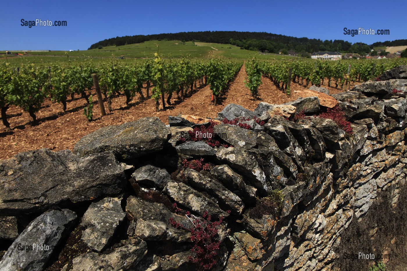 ILLUSTRATION VIN, FRANCE 