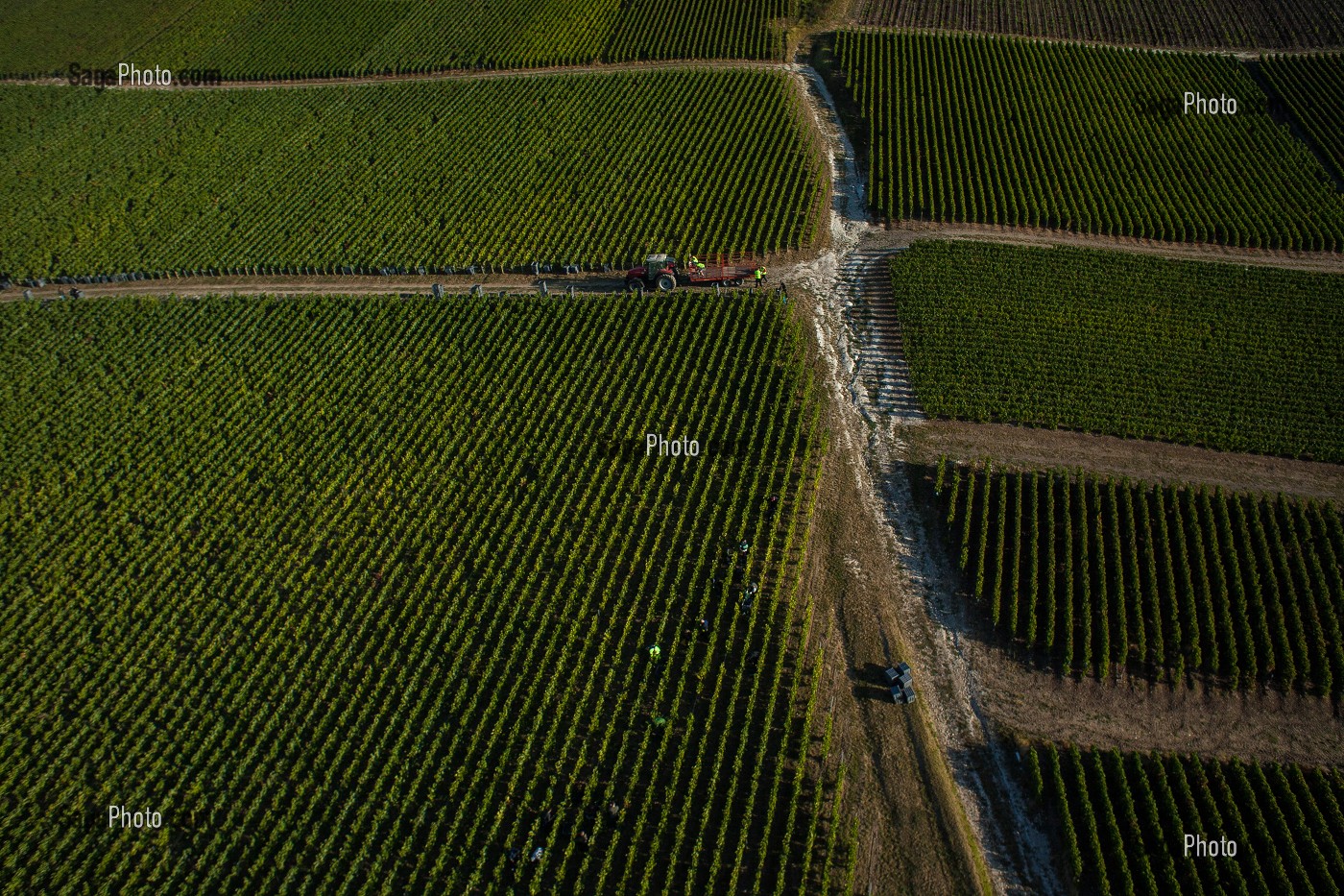 VITICULTURE DANS LA MARNE (51), GRAND EST, FRANCE 