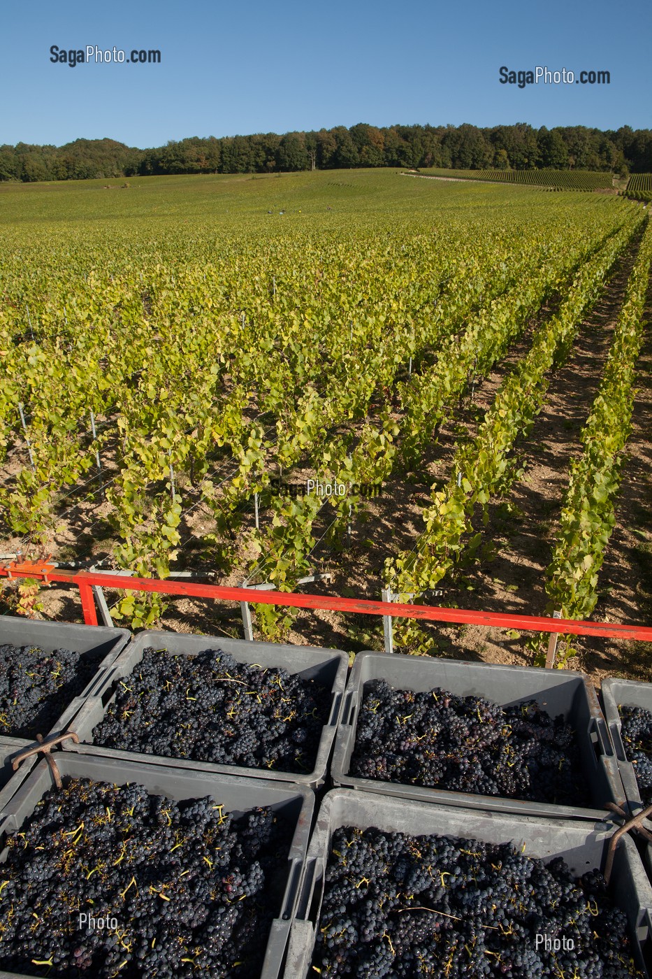 VITICULTURE DANS LA MARNE (51), GRAND EST, FRANCE 