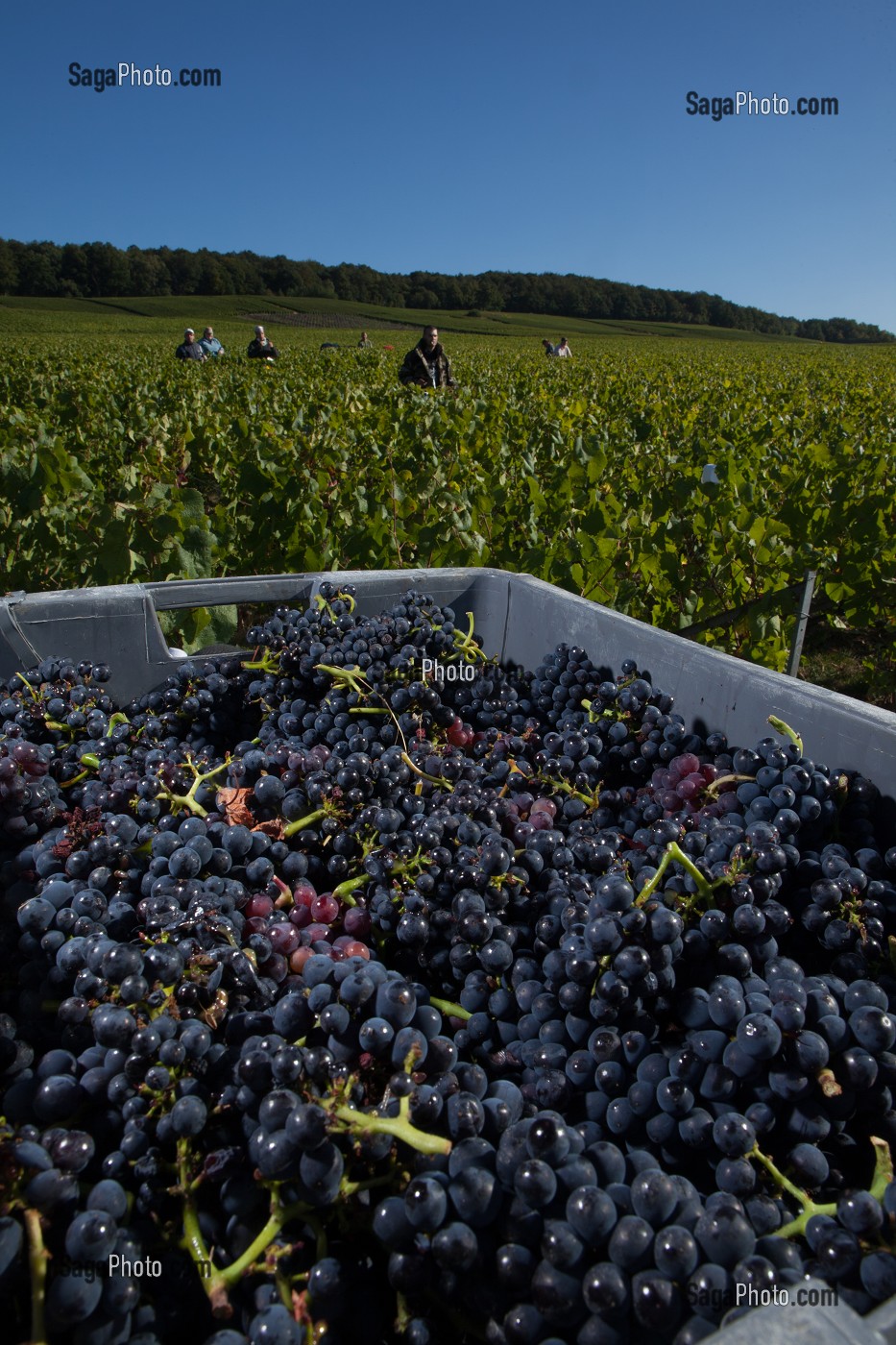 VITICULTURE DANS LA MARNE (51), GRAND EST, FRANCE 