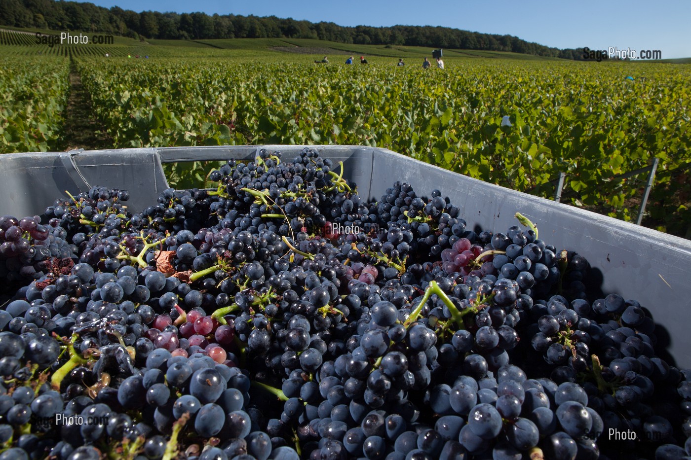 VITICULTURE DANS LA MARNE (51), GRAND EST, FRANCE 