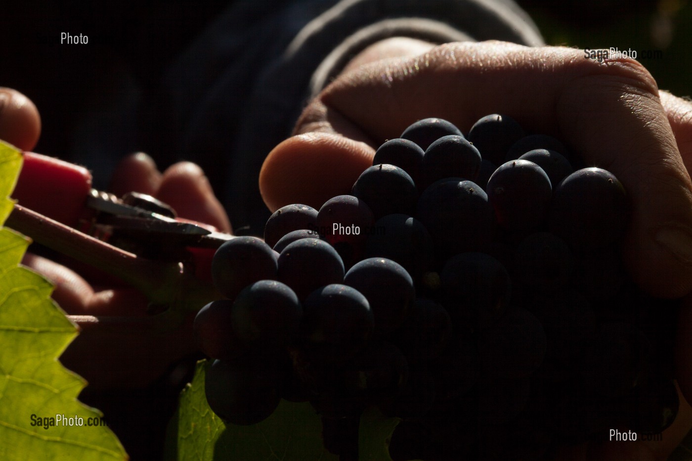 VITICULTURE DANS LA MARNE (51), GRAND EST, FRANCE 