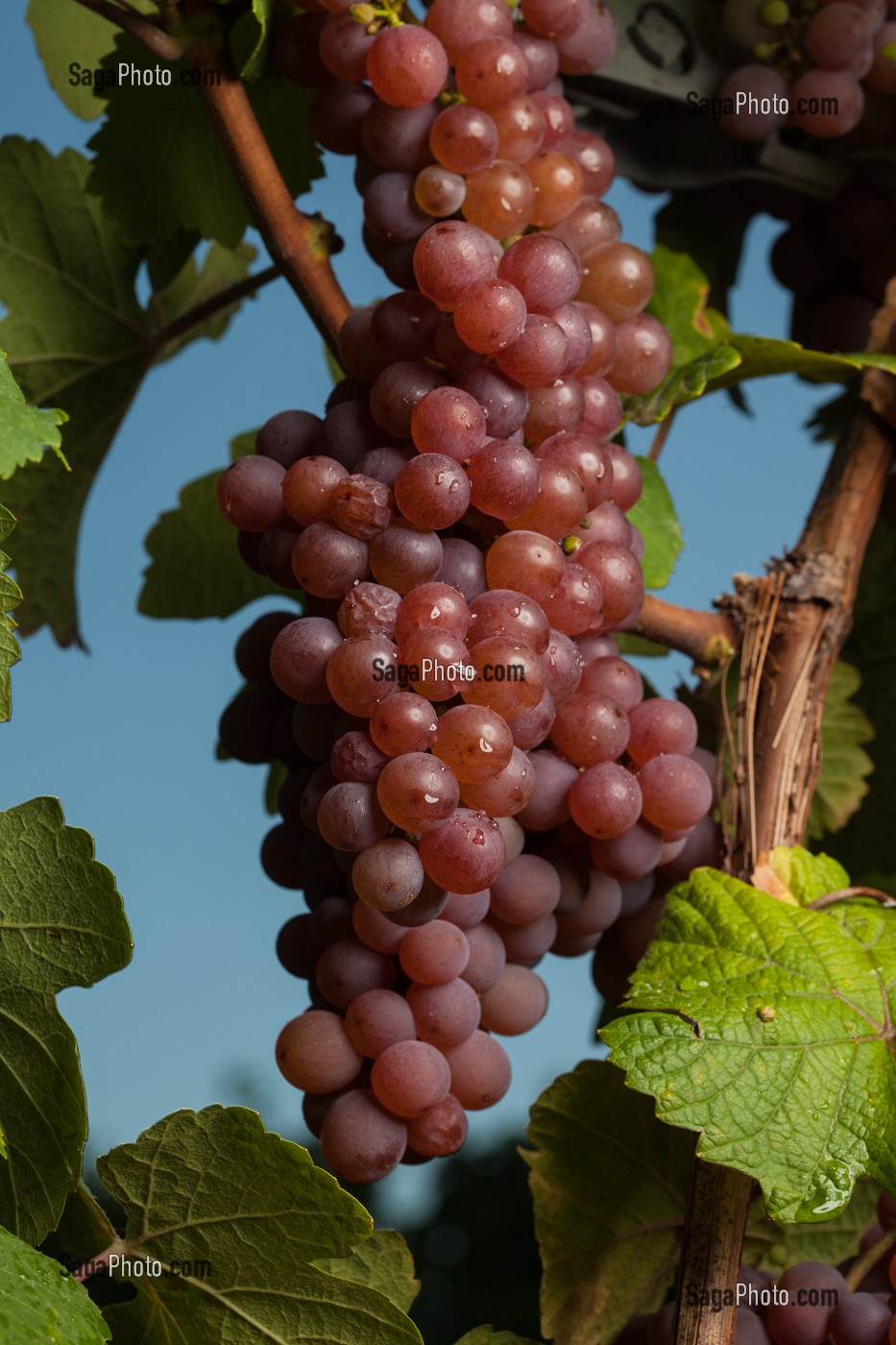 GRAPPE DE RAISIN GEWURTZTRAMINER 