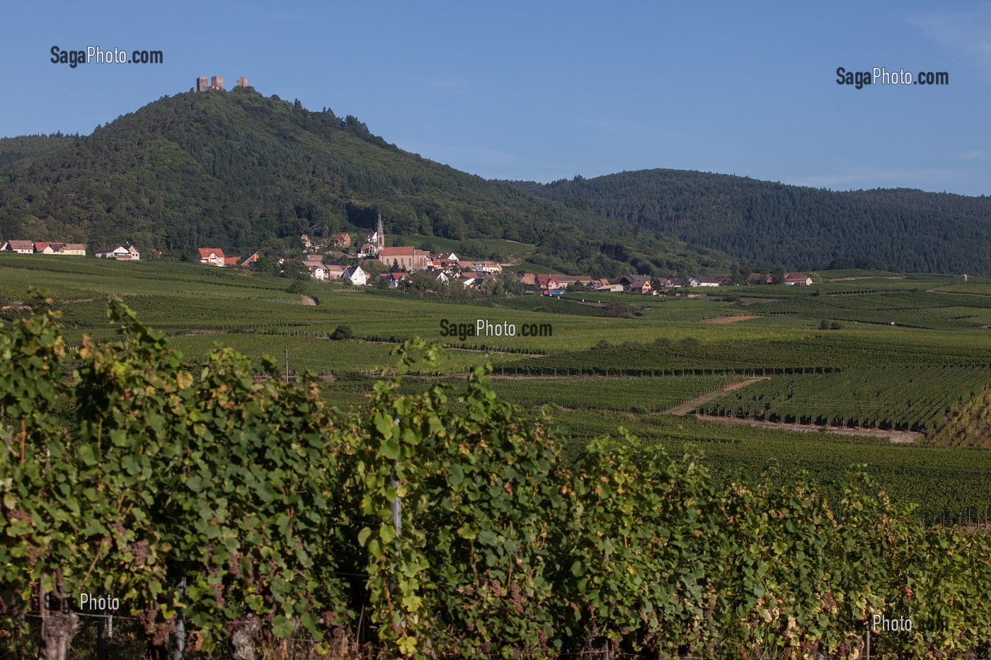 LA VITICULTURE DANS LE HAUT RHIN (68), GRAND EST, FRANCE 