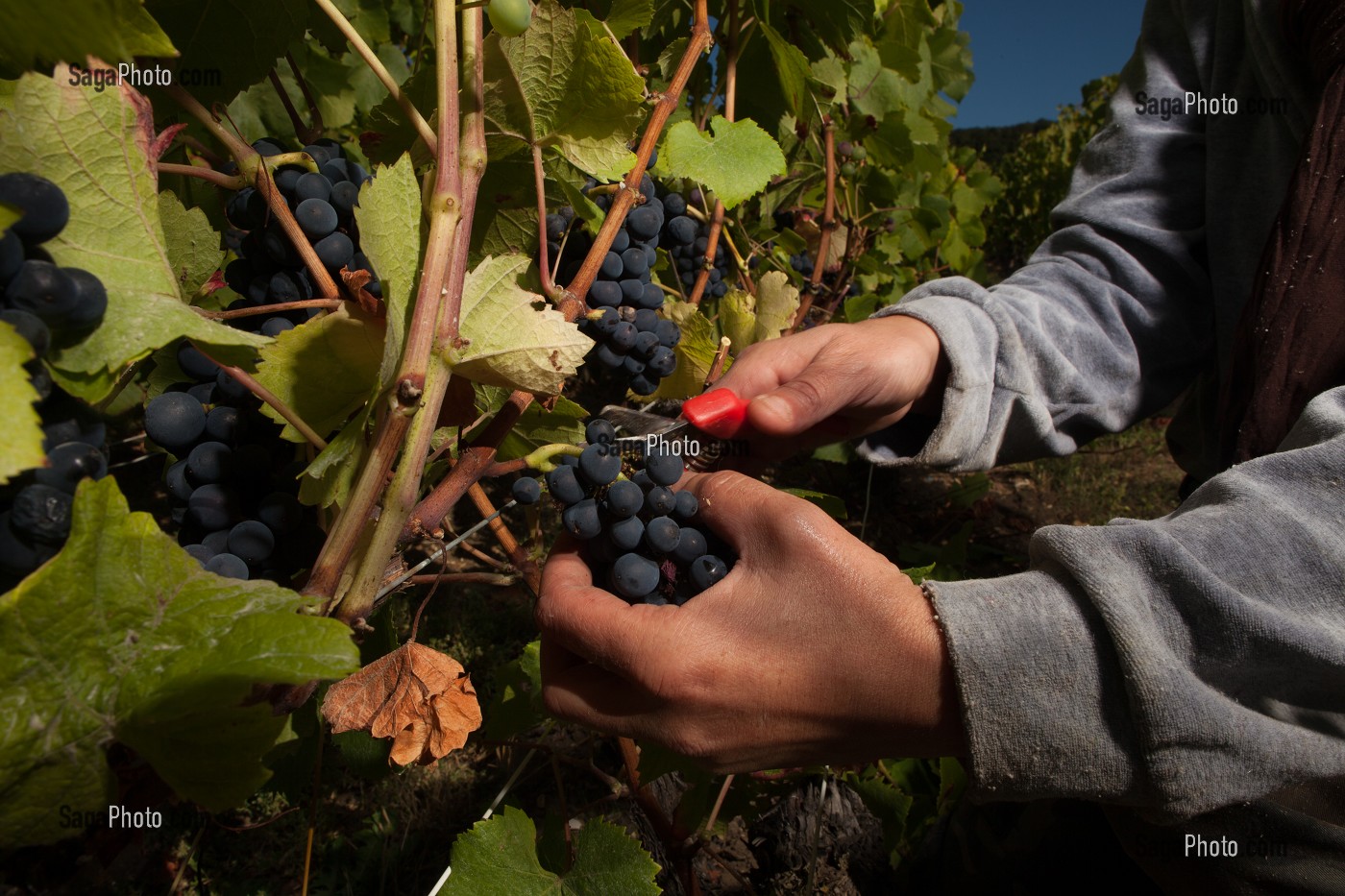 VITICULTURE DANS LA MARNE (51), GRAND EST, FRANCE 