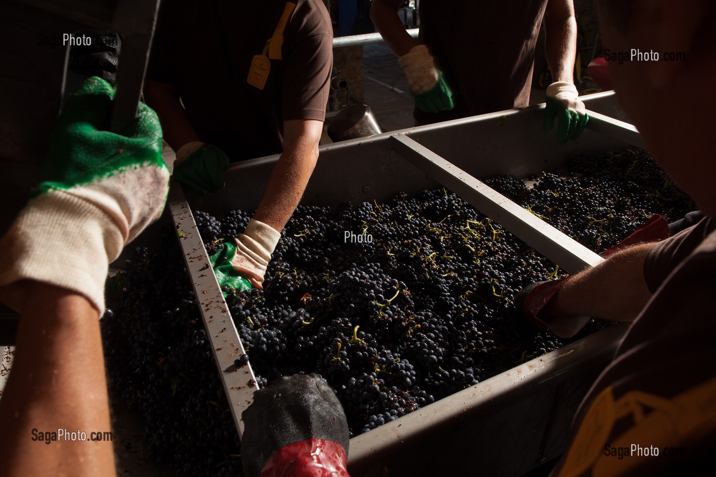 VITICULTURE DANS LA MARNE (51), GRAND EST, FRANCE 