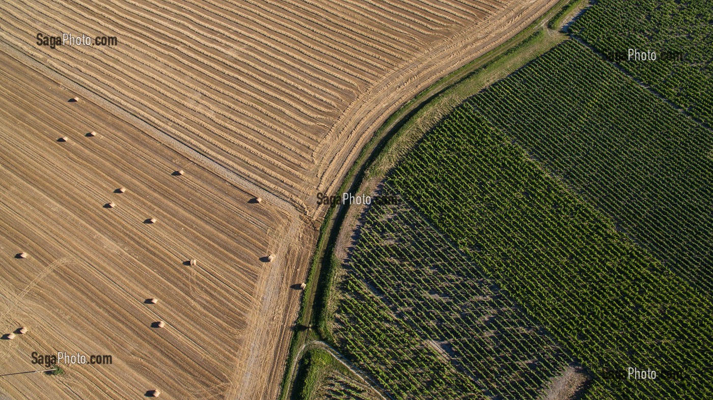 CHAMPS DE BLE ET VIGNES, (49) MAINE-ET-LOIRE, PAYS DE LA LOIRE, FRANCE 