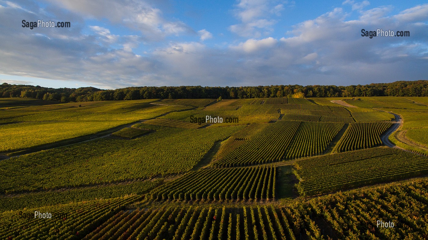 VITICULTURE DANS LA MARNE (51), GRAND EST, FRANCE 