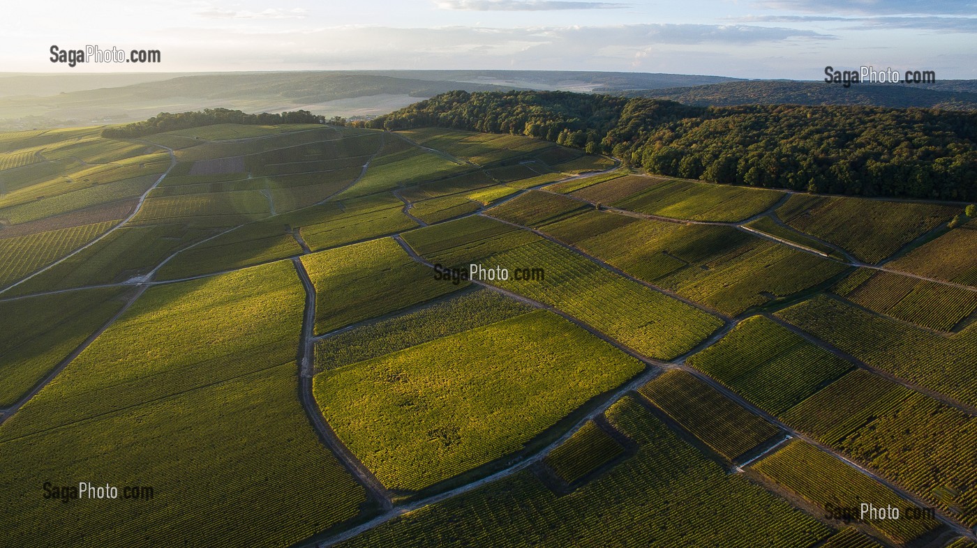 VITICULTURE DANS LA MARNE (51), GRAND EST, FRANCE 