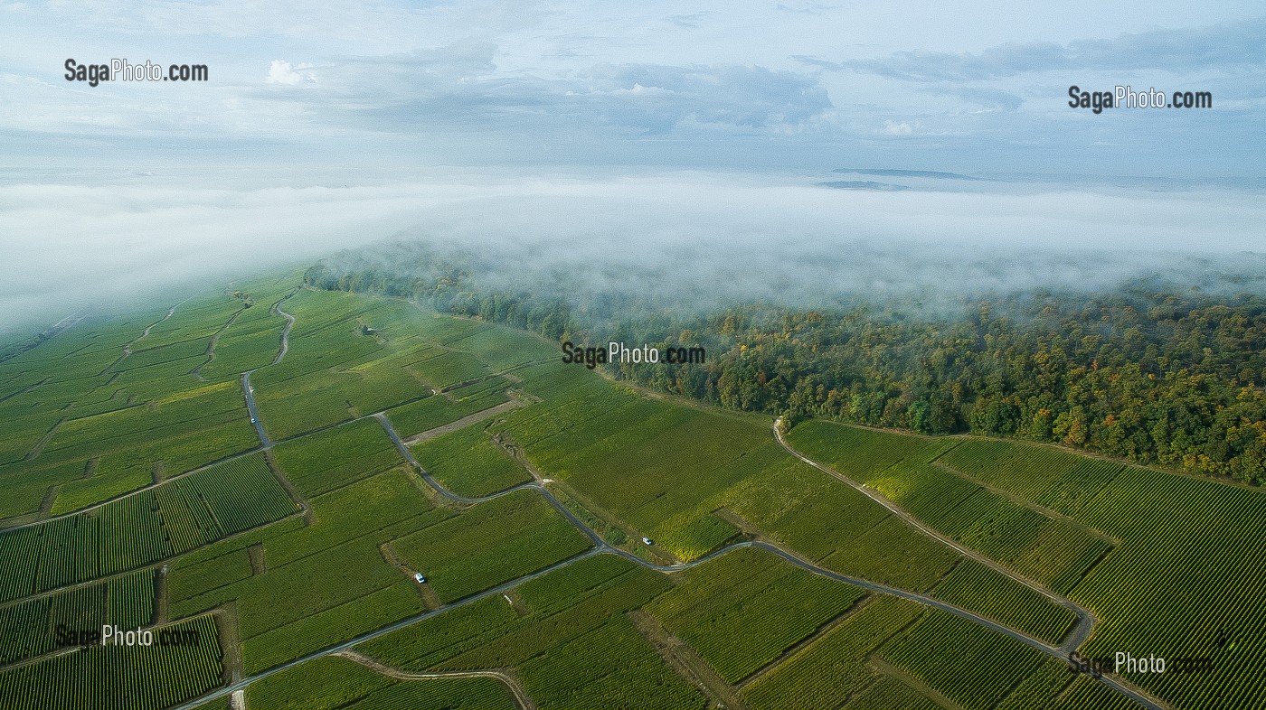 VITICULTURE DANS LA MARNE (51), GRAND EST, FRANCE 