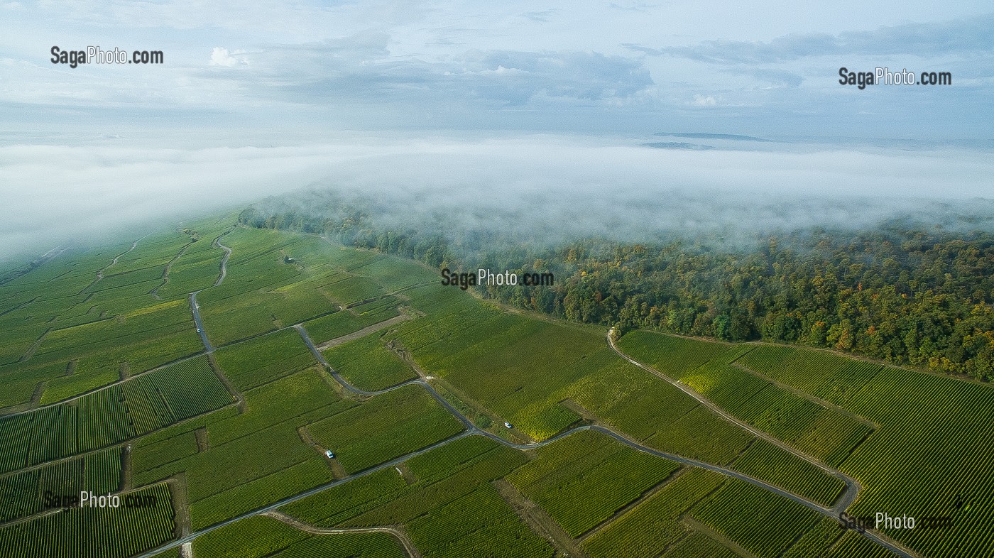 VITICULTURE DANS LA MARNE (51), GRAND EST, FRANCE 