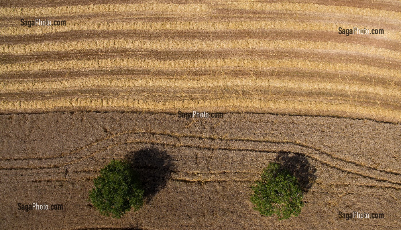 CHAMPS DE BLE ET VIGNES,(46) LOT, MIDI-PYRENEES, REGION OCCITANIE, FRANCE 