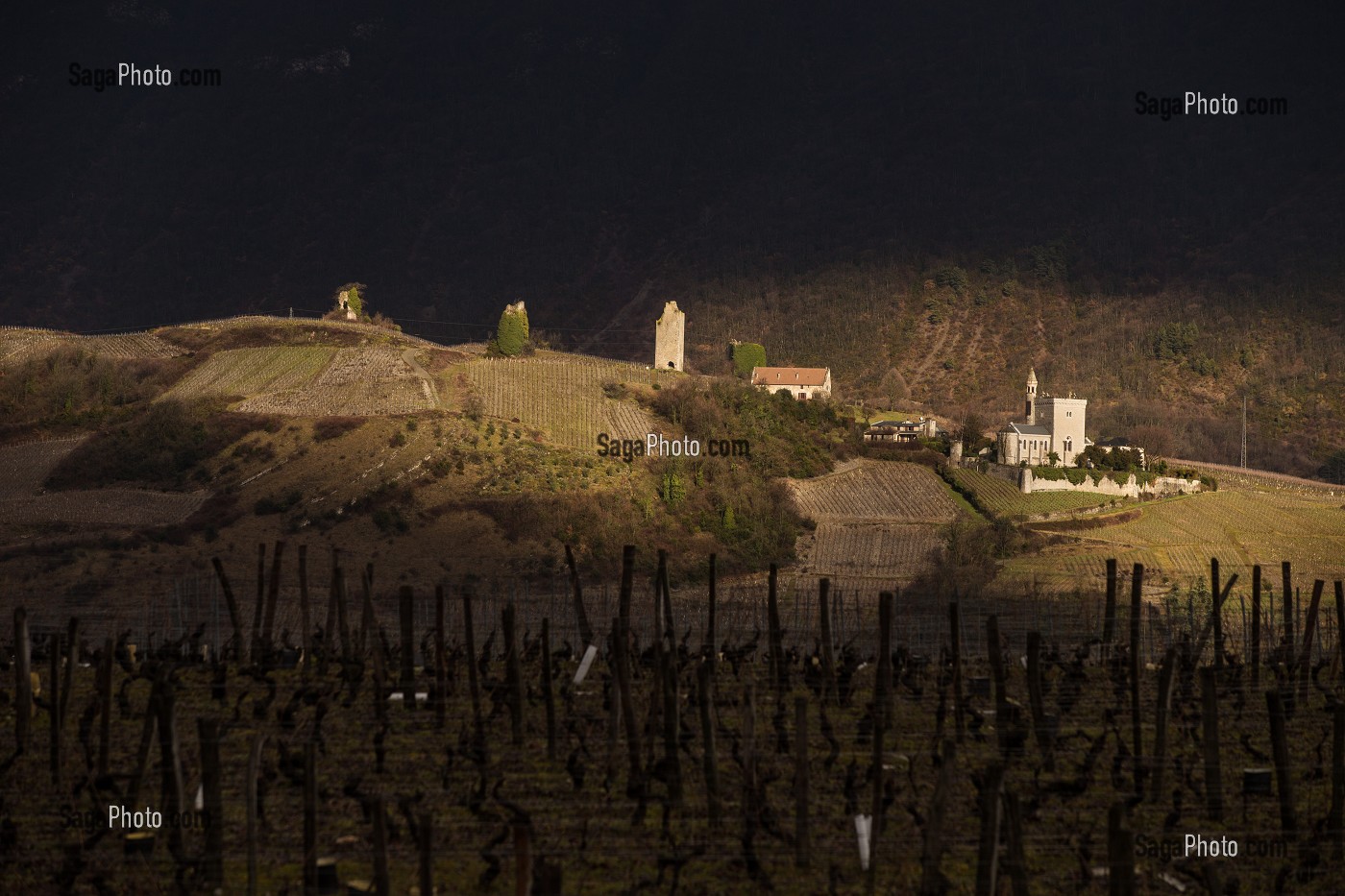 LA VITICULTURE EN SAVOIE (73), AUVERGNE-RHONE-ALPES, FRANCE 