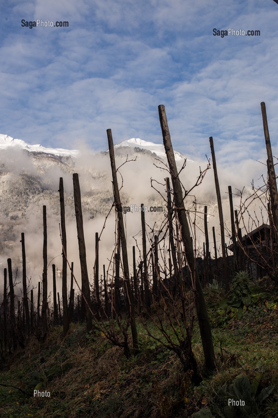 LA VITICULTURE EN SAVOIE (73), AUVERGNE-RHONE-ALPES, FRANCE 