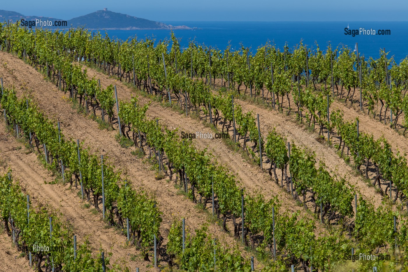 LA VITICULTURE EN CORSE (2A) CORSE-DU-SUD, FRANCE 