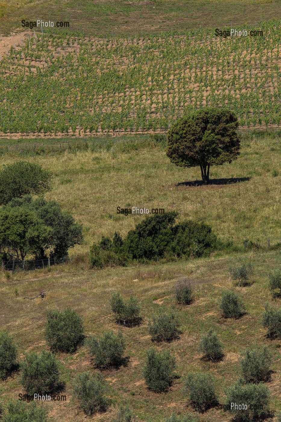 LA VITICULTURE EN CORSE (2A) CORSE-DU-SUD, FRANCE 