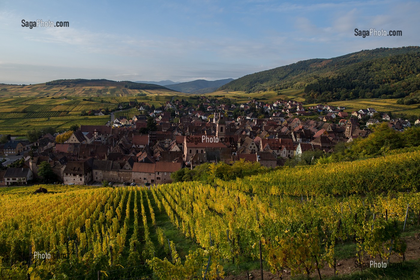 LA VITICULTURE DANS LE HAUT-RHIN (68), GRAND EST, FRANCE 