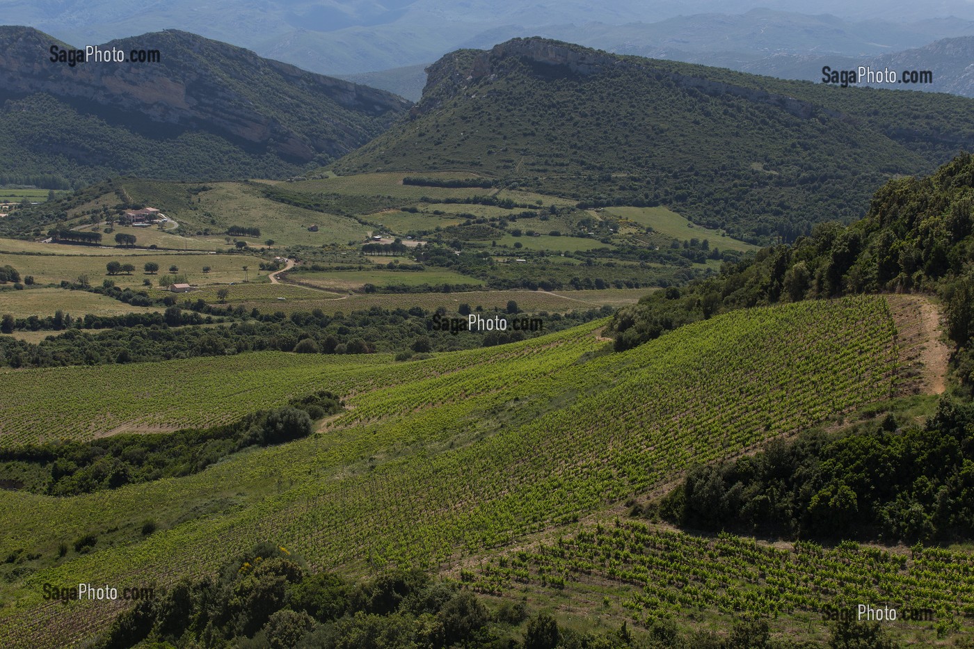 LA VITICULTURE EN CORSE, (2B) HAUTE-CORSE, FRANCE 