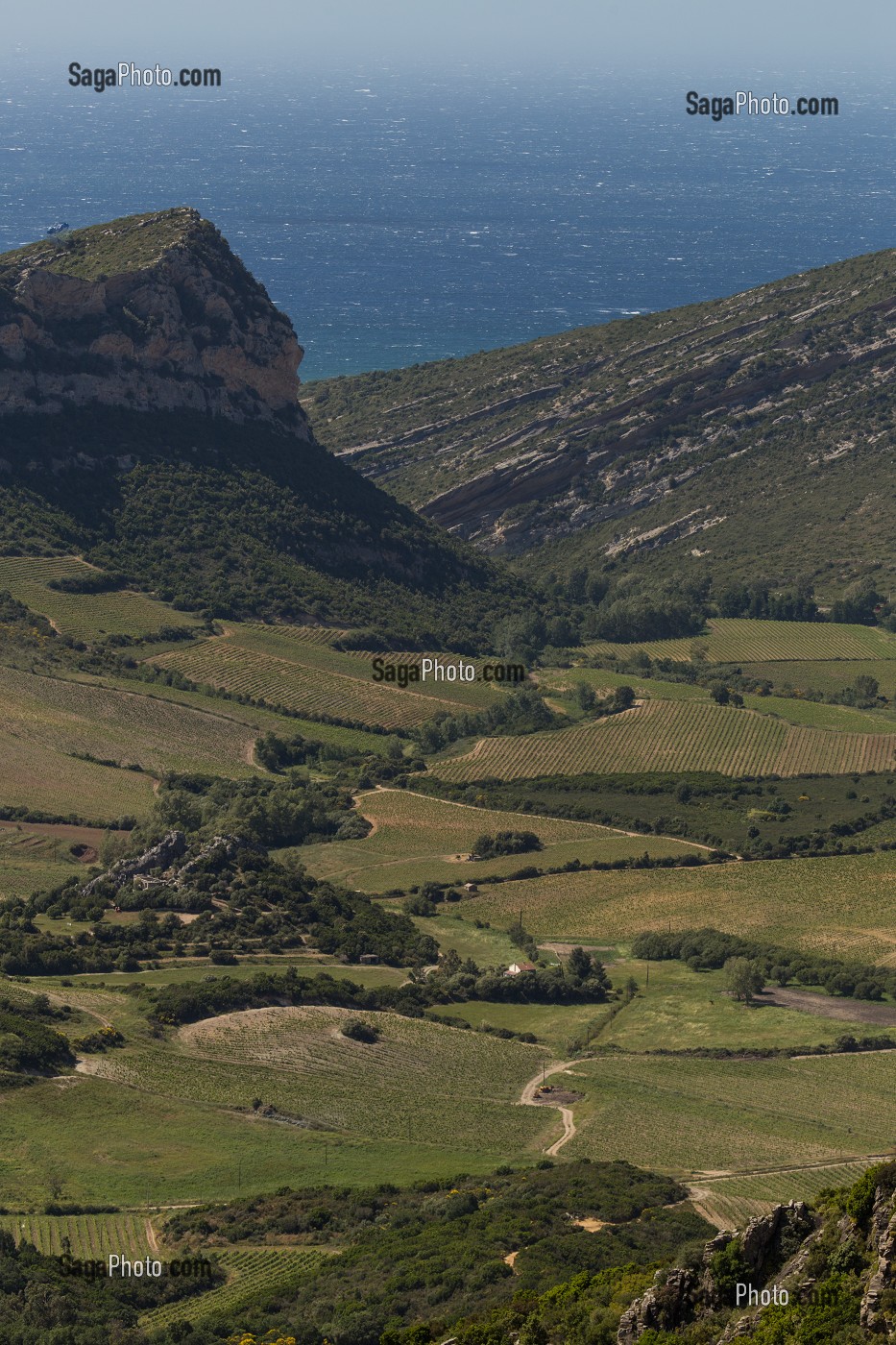 LA VITICULTURE EN CORSE, (2B) HAUTE-CORSE, FRANCE 