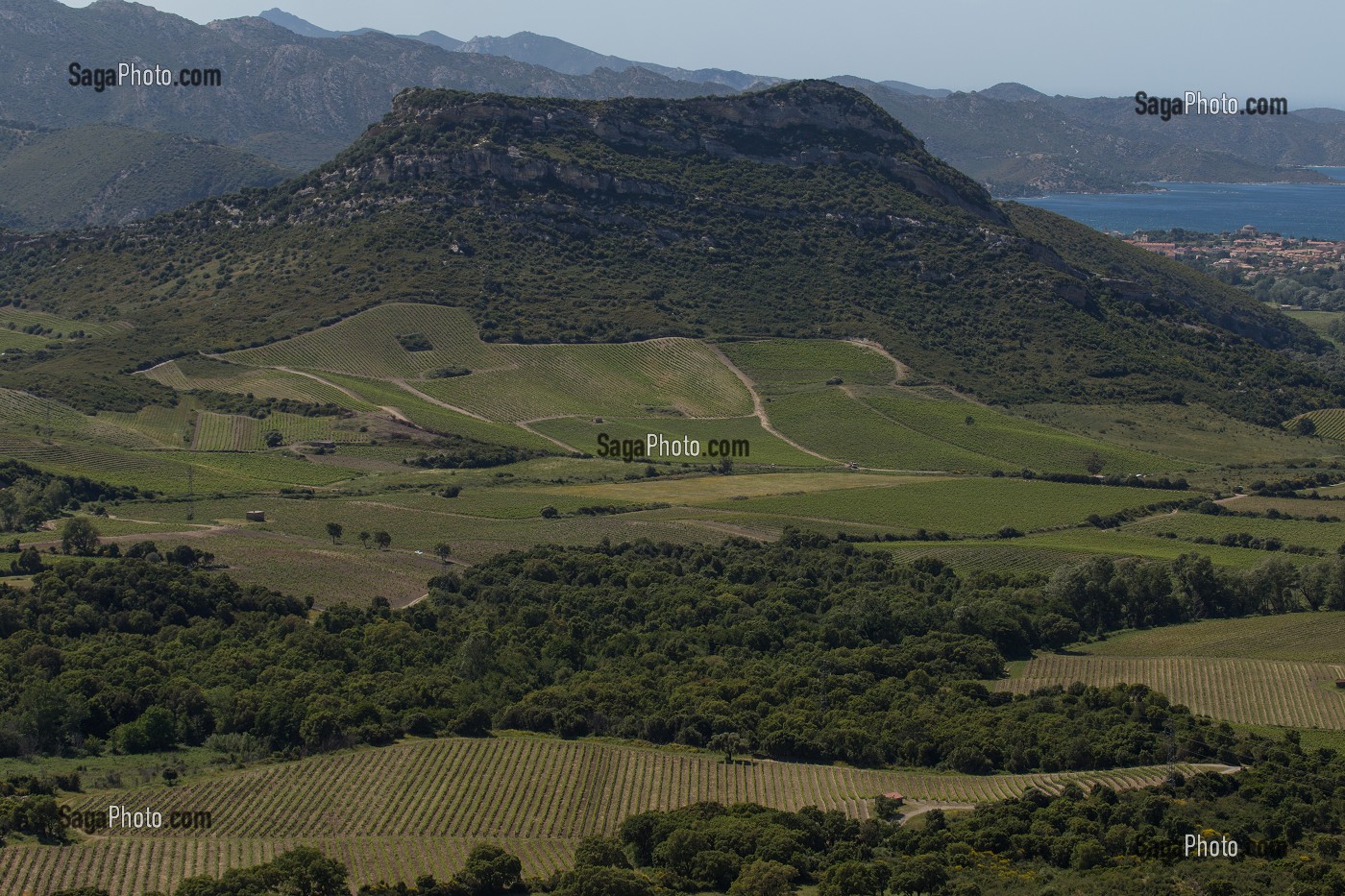 LA VITICULTURE EN CORSE, (2B) HAUTE-CORSE, FRANCE 