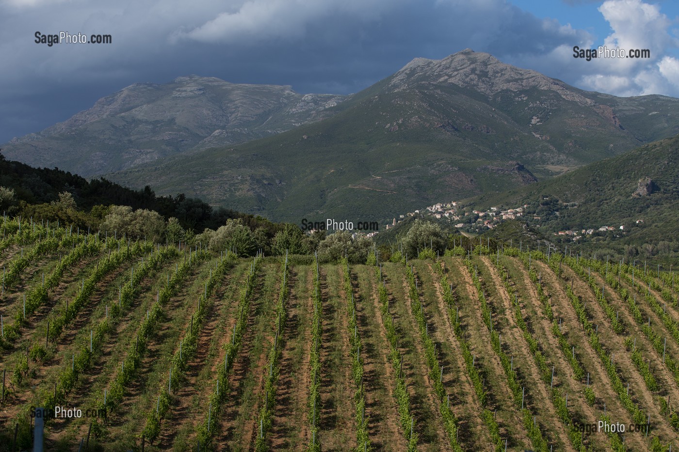 LA VITICULTURE EN CORSE, (2B) HAUTE-CORSE, FRANCE 
