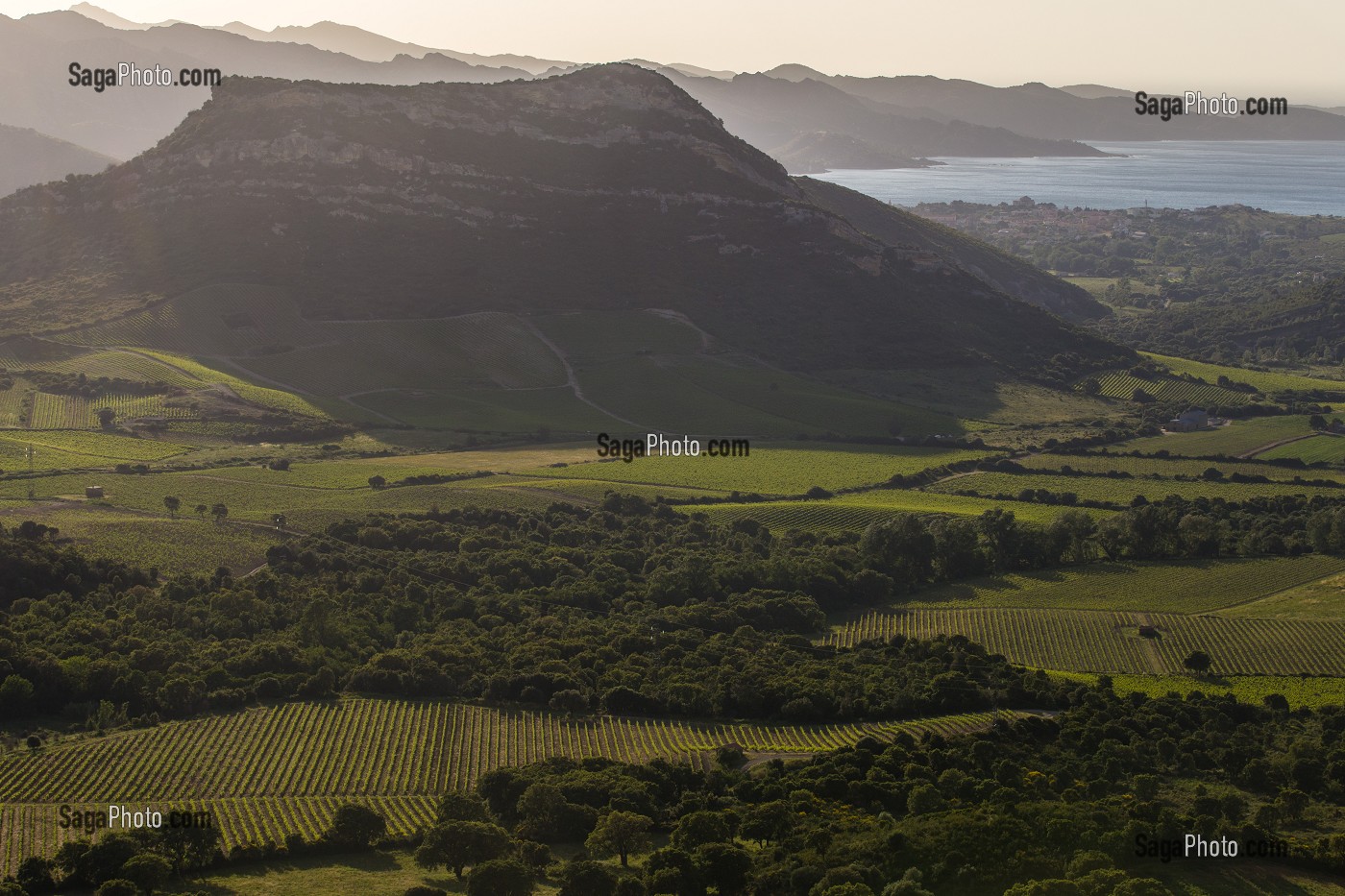 LA VITICULTURE EN CORSE, (2B) HAUTE-CORSE, FRANCE 