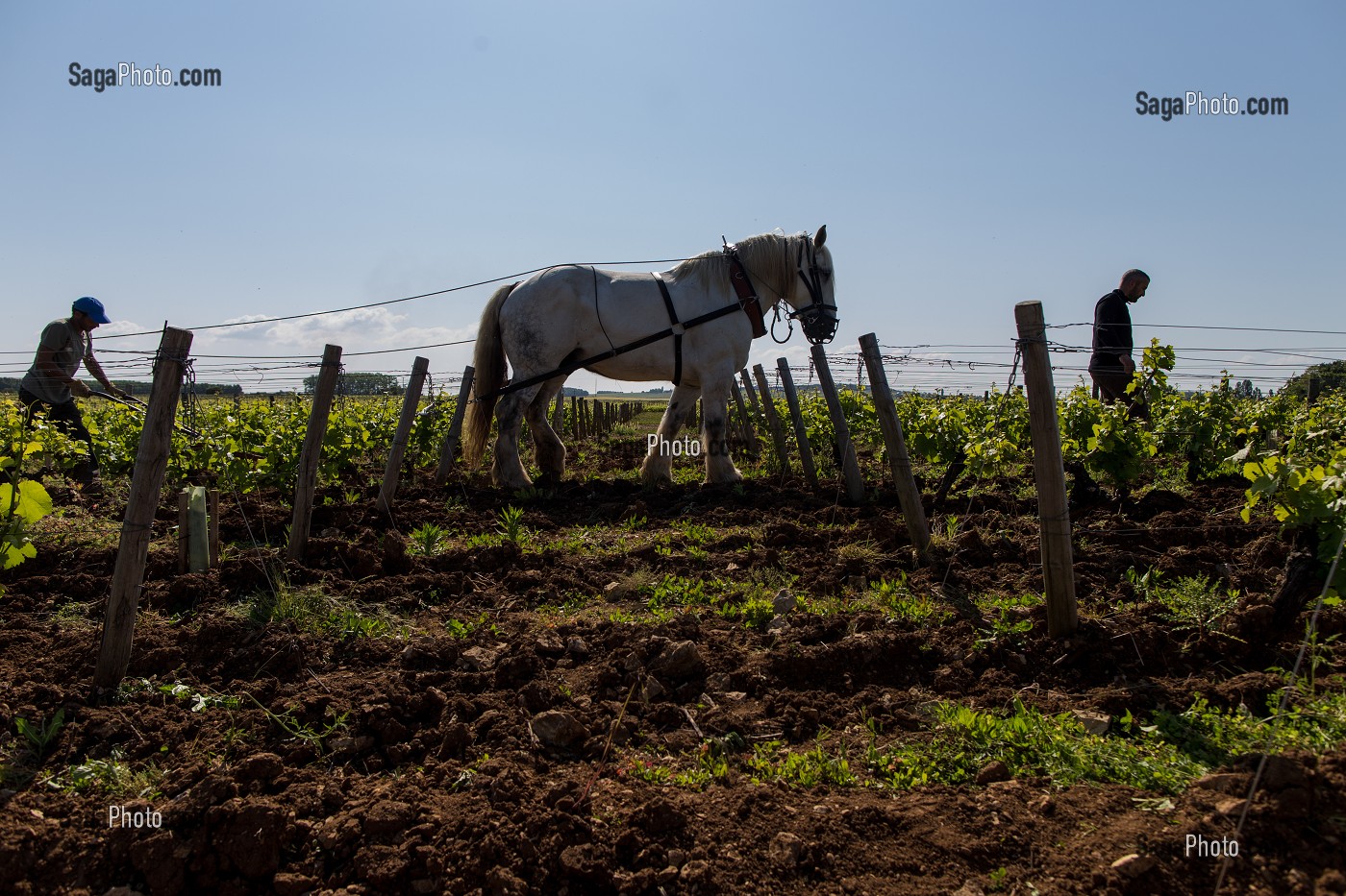 VIN DE SANCERRE, (18) CHER, CENTRE-VAL DE LOIRE, FRANCE 