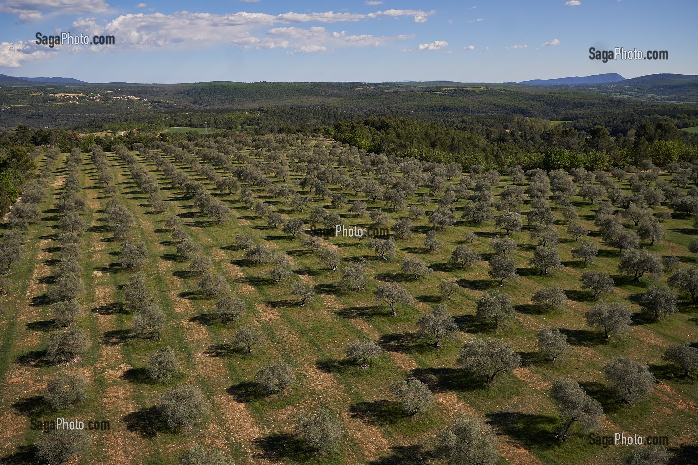 L'AGRICULTURE EN PROVENCE, (04) PACA, PROVENCE ALPES COTE D'AZUR, FRANCE 