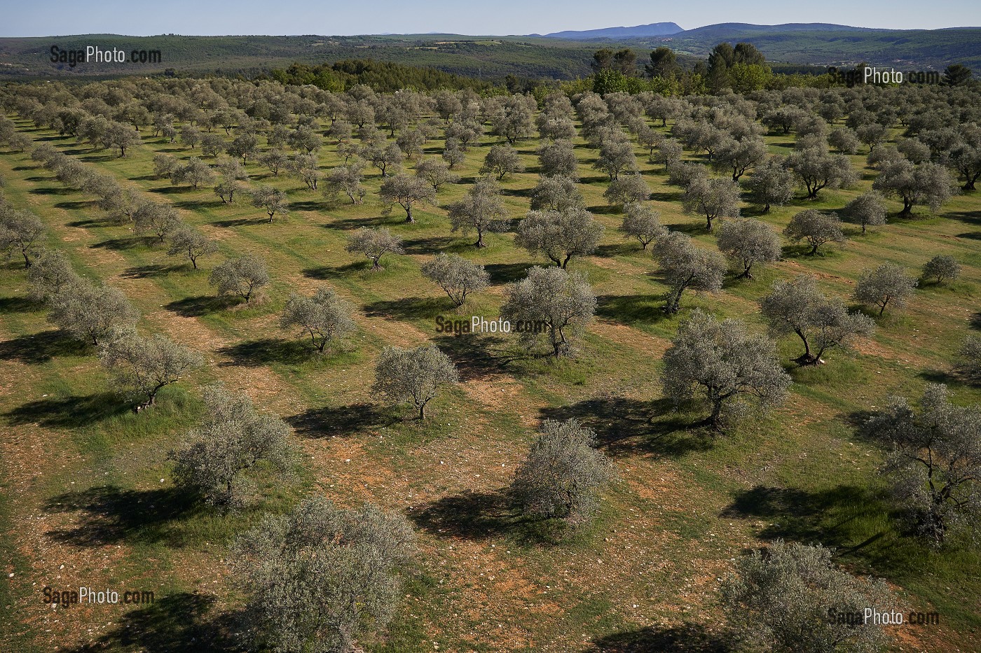L'AGRICULTURE EN PROVENCE, (04) PACA, PROVENCE ALPES COTE D'AZUR, FRANCE 