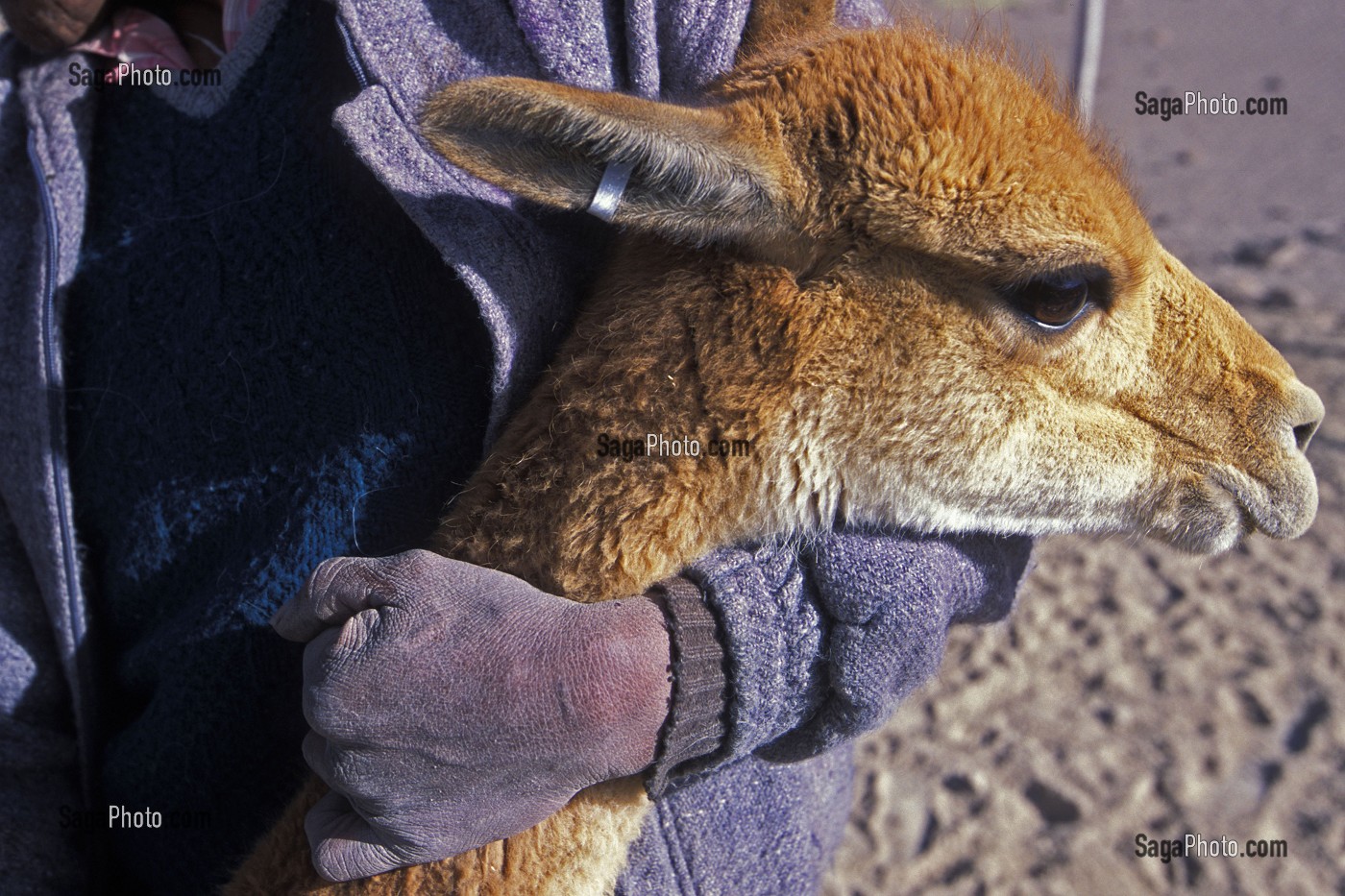 VIGOGNE, UN CAMELIDE EN OR, PEROU 