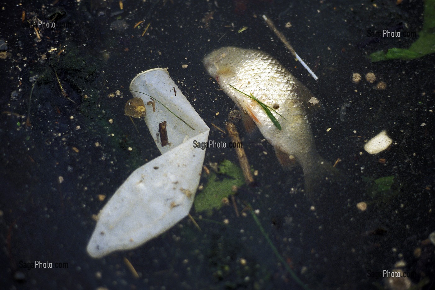 POLLUTION DE LA SEINE, CAPOTE ET POISSON MORT, IVRY-SUR-SEINE (94), FRANCE 