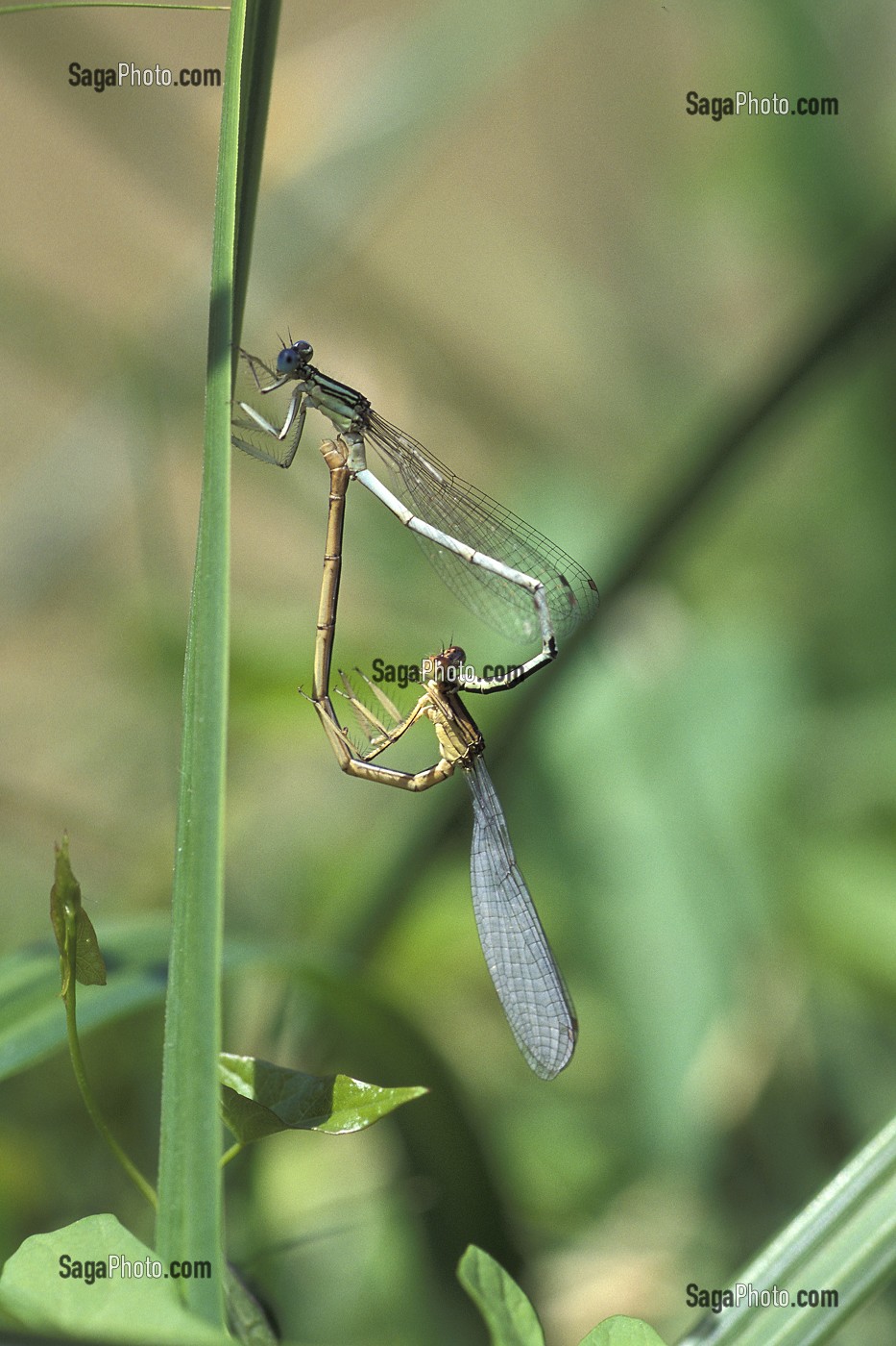 ACCOUPLEMENT DE LIBELLULES EN FORME DE CŒUR 
