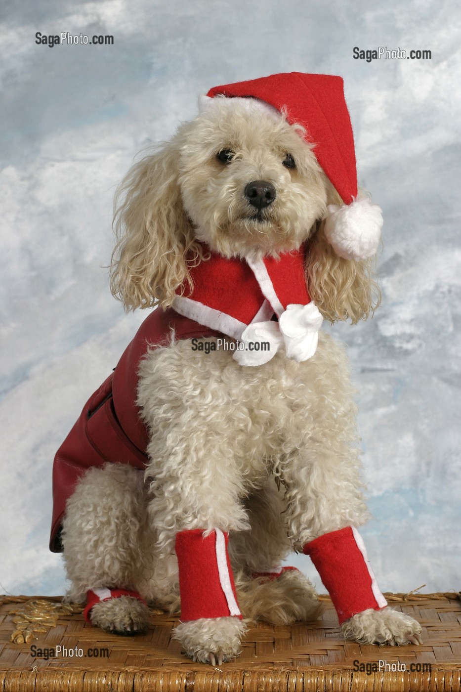 DEGUISEMENT D'UN CHIEN CANICHE EN PERE NOEL 