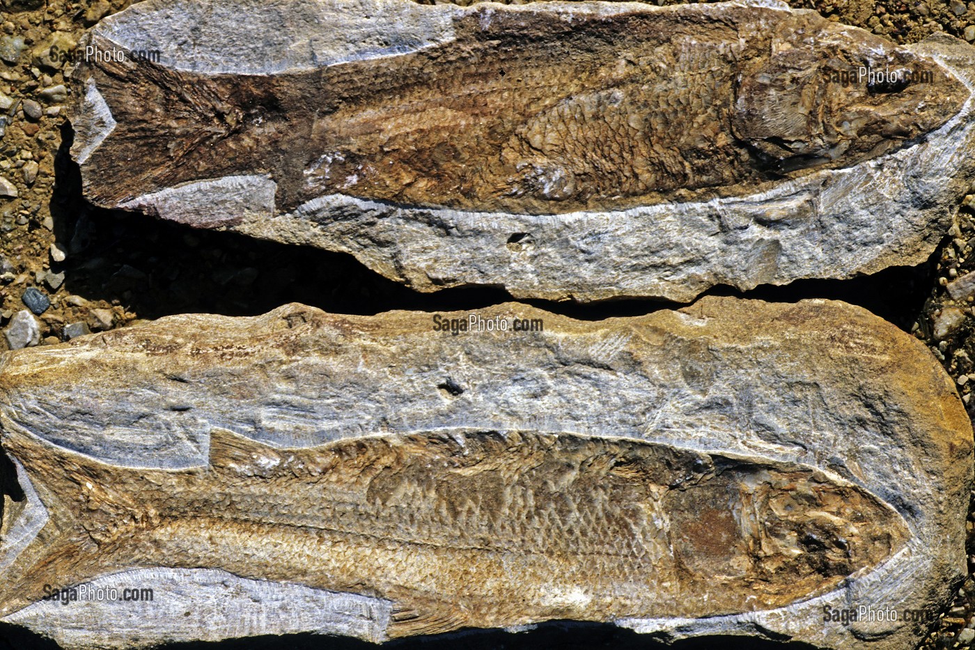 FOSSILE DE POISSON, FRANCE 