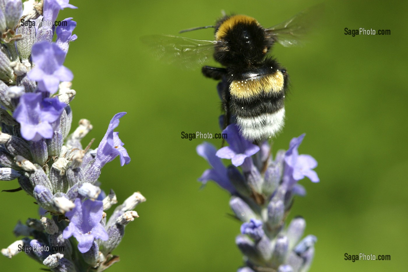BOURDON (MALE DE L'ABEILLE) BUTINANT UNE FLEUR DE LAVANDE, FRANCE 